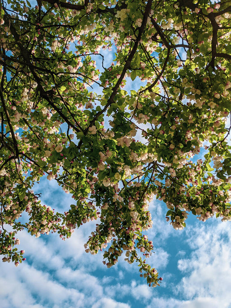 piękne gałęzie drzew z liśćmi i kwiatami wiosną  - Zdjęcie, obraz