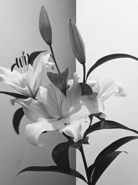 piękne białe lilie kwiaty, zbliżenie - Zdjęcie, obraz