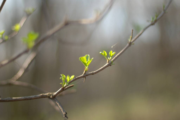 spring tree with green leaves on a blurred background  - Valokuva, kuva