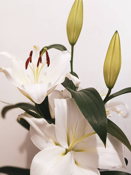 hermosas flores de lirios blancos, de cerca - Foto, Imagen