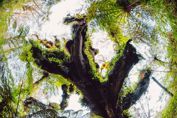 Biggest tree with fern and tropical forest in Bali on Abang mountain - Foto, imagen