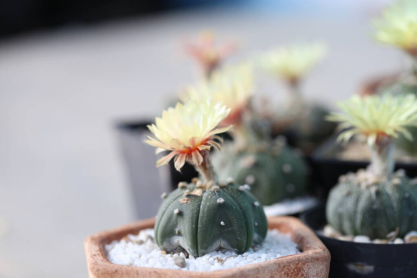 Cactus flower blossoms in pot. Astrophytum / Gymnocalycium cactus with yellow flower and its fluffy hair. Many small potted cactus in box, planted indoor with blossom pollen. - Photo, Image