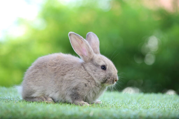 Lindo conejo pequeño sobre hierba verde con bokeh natural como fondo. Joven conejito adorable jugando en el jardín. - Foto, imagen