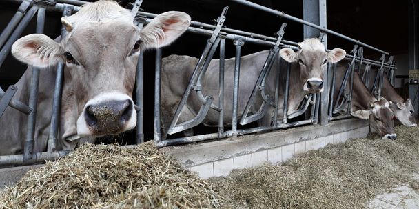 farm tehén - Fotó, kép
