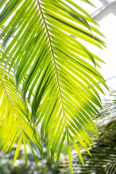 Sonne über grünen Palmenblättern. Blätter der leuchtend grünen Kokosnuss - Foto, Bild
