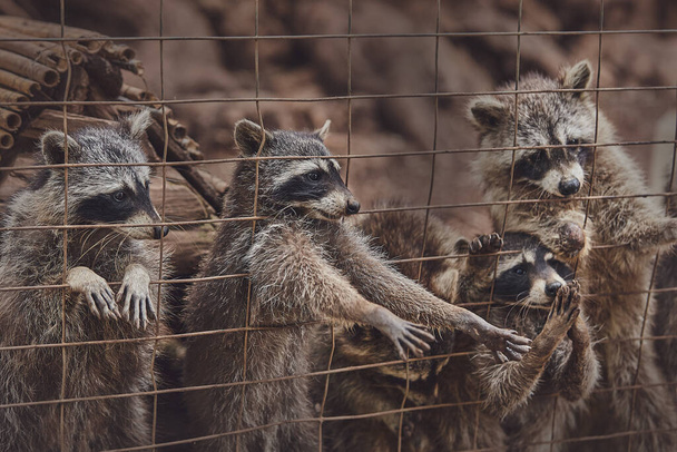 Cute raccoons in a cage in a zoo begging for food - Φωτογραφία, εικόνα