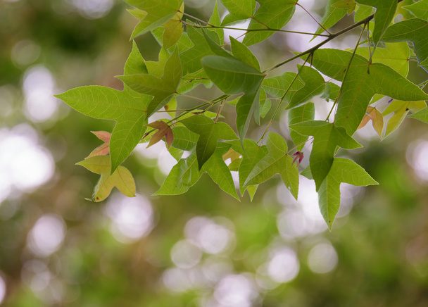 Hoja de arce verde aislada Acer calcaratum Gagnep
 - Foto, imagen