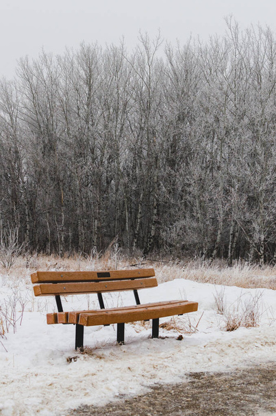 Park bench in the snow at Assiniboine Forest in Winnipeg, Manitoba, Canada - Photo, Image