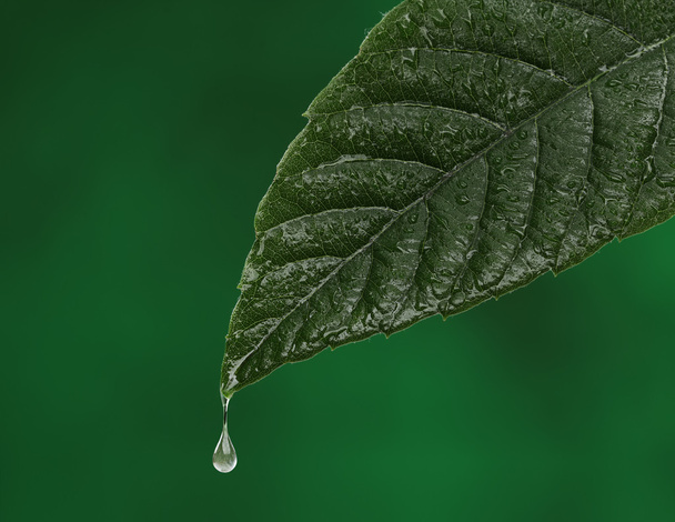 verse groene blad met een waterdruppel vallen. natuurlijke achtergrond - Foto, afbeelding