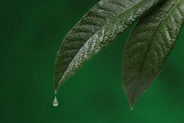 Dos hojas frescas con gota de agua cayendo
 - Foto, imagen