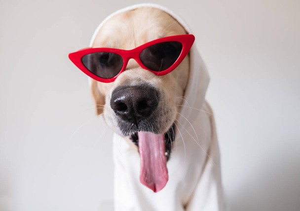 perro en un suéter blanco y gafas de sol rojas bosteza divertido, sentado sobre un fondo blanco. Funny golden retriever en ropa para tarjetas, cuadernos y calendarios. - Foto, Imagen