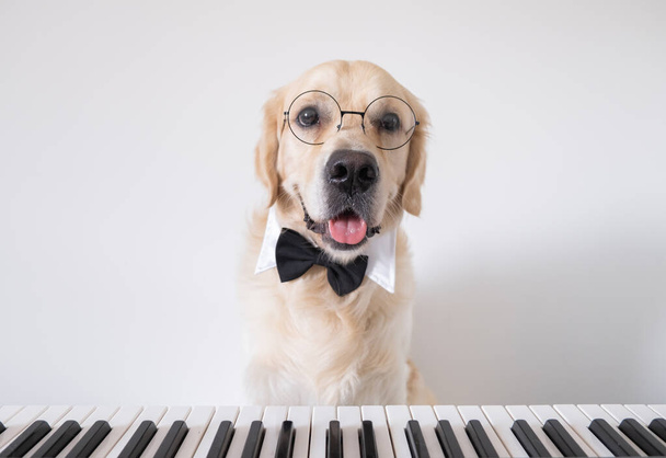 ラウンドグラスのピアニスト犬と弓のネクタイがシンセサイザーの近くに座っています。黄金のレトリバーミュージシャン. - 写真・画像