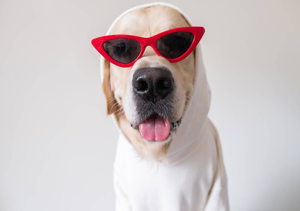 白いセーターと赤いサングラスの陽気犬は白い背景に座っています。カード、ノートブック、カレンダーのための服の面白い黄金の取得. - 写真・画像