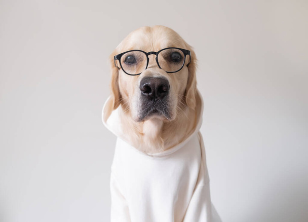 Pies w okularach i biała koszula siedzą na białym tle. Golden Retriever przebrany za programistę lub nauczyciela. - Zdjęcie, obraz