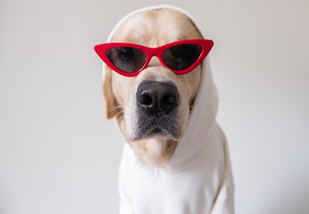 Il cane allegro in un maglione bianco e occhiali da sole rossi si siede su uno sfondo bianco. Divertente golden retriever in abiti per carte, quaderni e calendari. - Foto, immagini