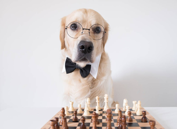 Ένας σκύλος με παπιγιόν και στρογγυλά γυαλιά στέκεται κοντά σε μια σκακιέρα. Το Golden Retriever παίζει ένα έξυπνο επιτραπέζιο παιχνίδι. Κατοικίδια ζώα και κουλτούρα nerd - Φωτογραφία, εικόνα