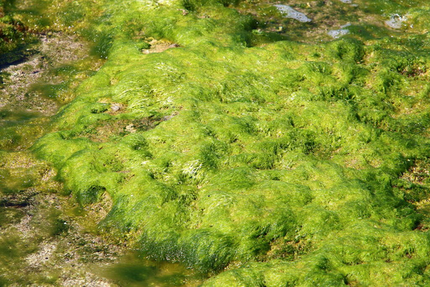 北イスラエルの地中海の岩の上の緑藻。イスラエルの暑い夏.  - 写真・画像