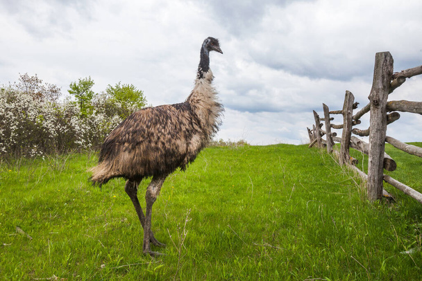 Emu Straußenvogel vor dem Hintergrund blühender Sträucher - Foto, Bild