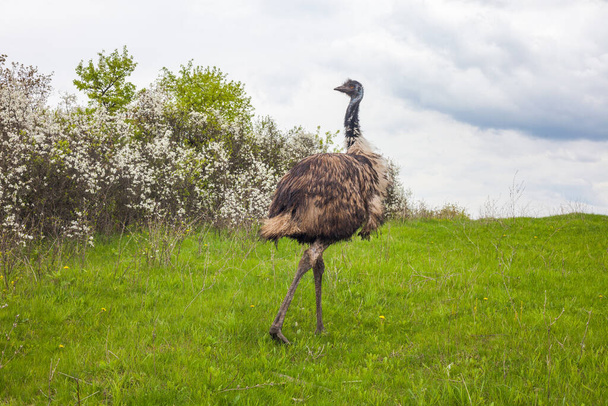 Aves de avestruz del emú sobre el fondo de los arbustos florecientes - Foto, imagen