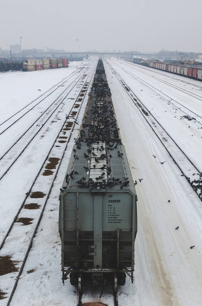 Yüzlerce güvercin kışın Winnipeg, Manitoba, Kanada 'daki CN Winnipeg Yard' da tren vagonlarının tepesine tünedi. - Fotoğraf, Görsel