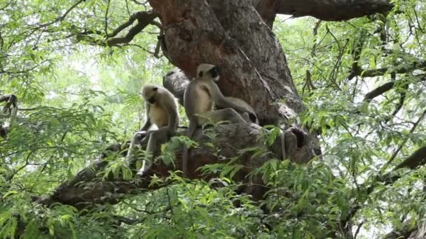 Black face monkeys playing, jumping and sleeping around tree. - Footage, Video