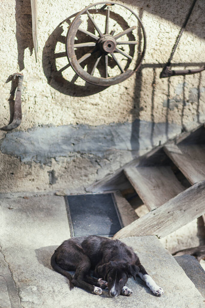 Küçük yalnız köpek köydeki eski evin bahçesinde uyuyor. - Fotoğraf, Görsel
