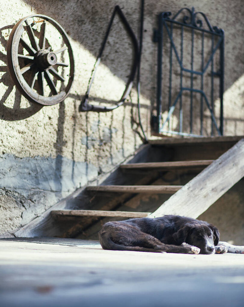 Küçük yalnız köpek köydeki eski evin bahçesinde uyuyor. - Fotoğraf, Görsel