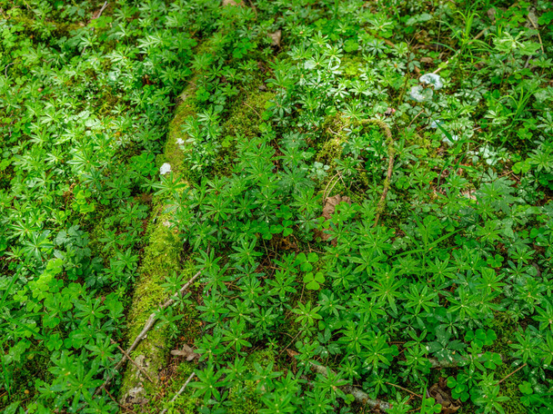 groen zomerwoud met natte bladeren en mos bedekte stenen met groen gebladerte - Foto, afbeelding