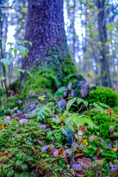 giornata soleggiata umida autunnale nella foresta con poche foglie sugli alberi e sole che splende tra i rami sulla foglia in colore dorato - Foto, immagini
