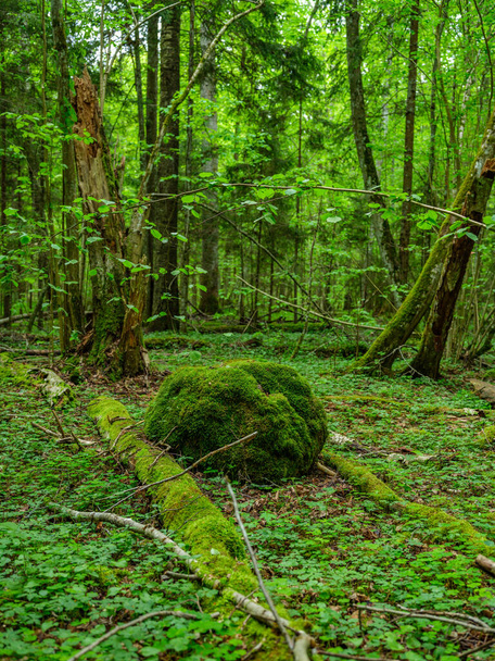 grüner Sommerwald mit nassen Blättern und moosbewachsenen Steinen mit grünem Laub - Foto, Bild