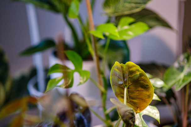 szczegóły roślin ozdobnych rośnie w mieszkaniu. białe wnętrze na oknie - Zdjęcie, obraz