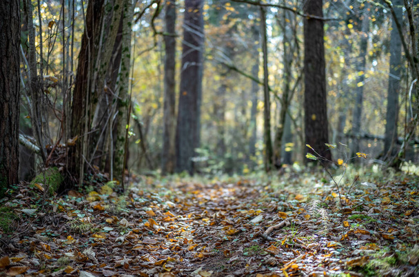 gele herfstdag in oud bospark met gouden bladeren en donkere grond - Foto, afbeelding