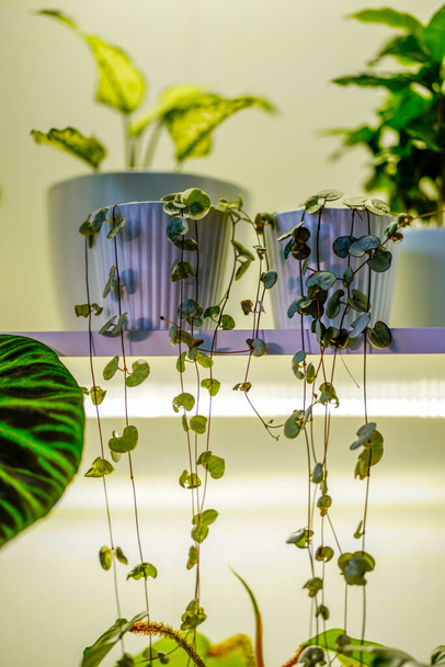 アパートで成長している装飾的な植物の詳細。窓の白い内装 - 写真・画像