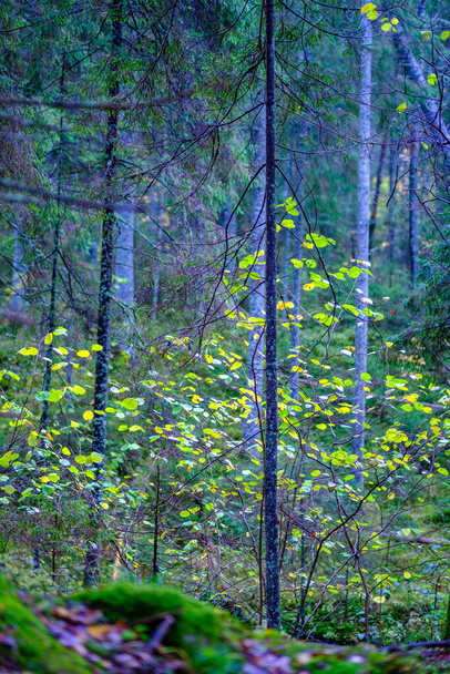 natte zonnige herfstdag in het bos met weinig bladeren aan de bomen en zon schijnt door de takken op het blad in gouden kleur - Foto, afbeelding