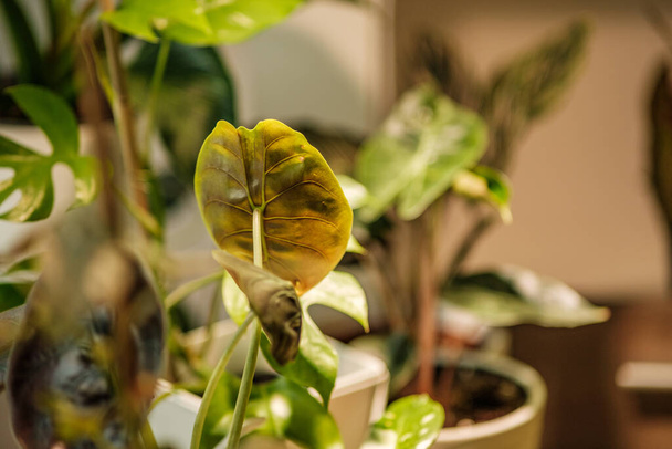 dekoratív növény részletek növekvő lakásban. fehér belső ablak - Fotó, kép