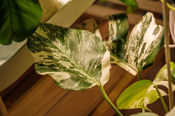 decorative plant details growing in apartment. white interior on window - Photo, Image