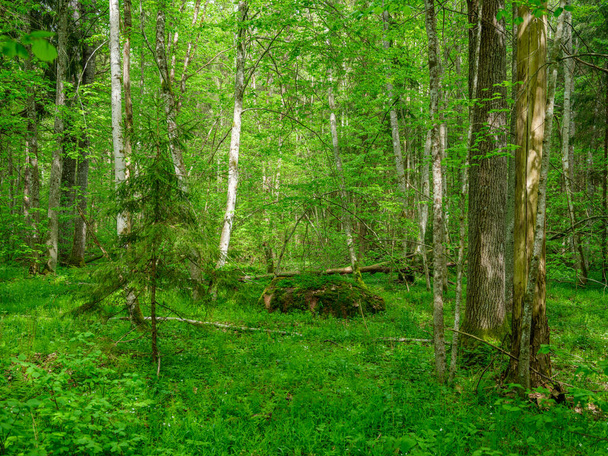 green summer forest with wet leaves and moss covered stones with green foliage - Foto, imagen