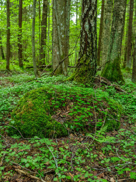 緑の葉と苔で覆われた緑の夏の森 - 写真・画像