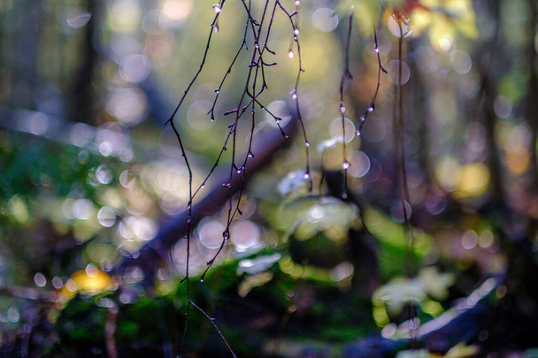 nasser sonniger Herbsttag im Wald mit wenigen Blättern an den Bäumen und Sonne, die durch die Äste auf dem Blatt in goldener Farbe scheint - Foto, Bild