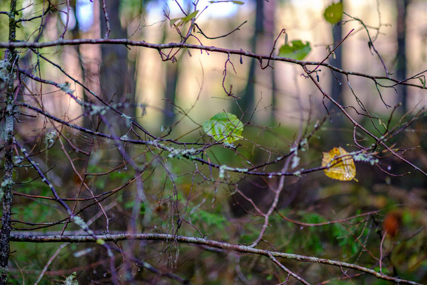 mokry słoneczny jesienny dzień w lesie z kilkoma liśćmi na drzewach i słońcem świecącym przez gałęzie na liściu w złocistym kolorze - Zdjęcie, obraz