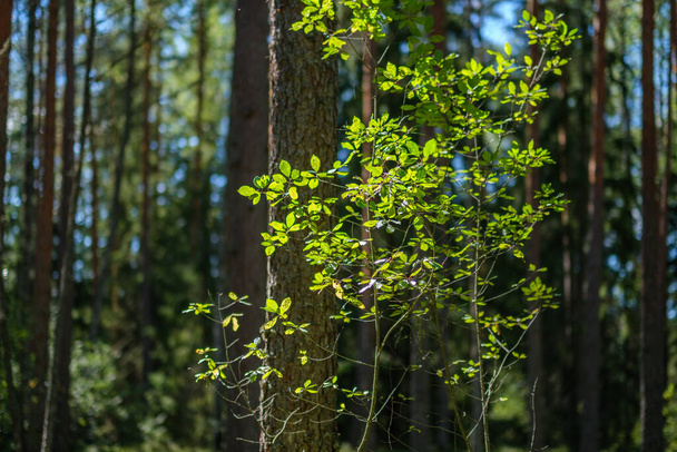 влажный солнечный осенний день в лесу с небольшим количеством листьев на деревьях и солнечным сиянием сквозь ветви на листе в золотистом цвете - Фото, изображение