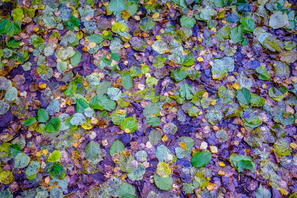 mokrý slunečný podzimní den v lese s několika listy na stromech a sluncem svítí přes větve na listu ve zlaté barvě - Fotografie, Obrázek