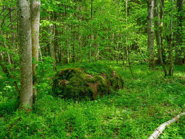 green summer forest with wet leaves and moss covered stones with green foliage - Photo, Image