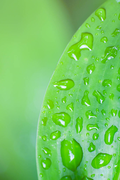 Foglia verde con gocce d'acqua - Foto, immagini