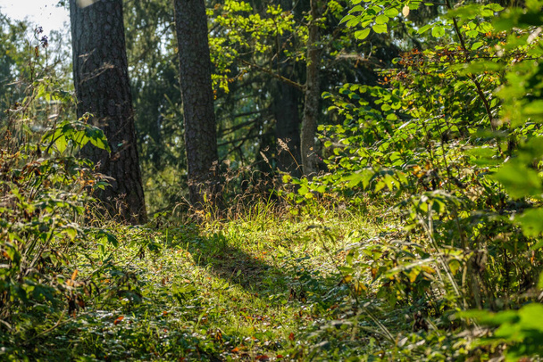 υγρή ηλιόλουστη ημέρα του φθινοπώρου στο δάσος με λίγα φύλλα στα δέντρα και τον ήλιο να λάμπει μέσα από τα κλαδιά στο φύλλο σε χρυσό χρώμα - Φωτογραφία, εικόνα