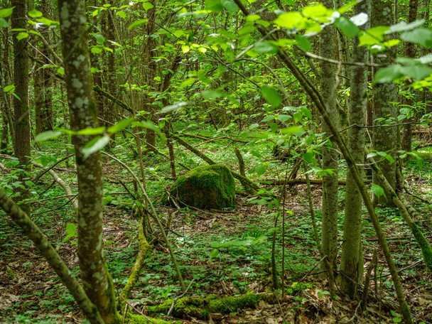 grüner Sommerwald mit nassen Blättern und moosbewachsenen Steinen mit grünem Laub - Foto, Bild