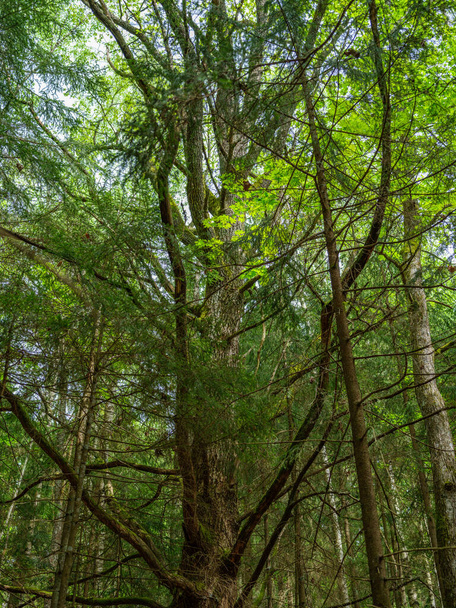 forêt verte d'été avec des feuilles humides et des pierres recouvertes de mousse avec un feuillage vert - Photo, image