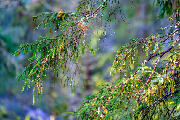 mokry słoneczny jesienny dzień w lesie z kilkoma liśćmi na drzewach i słońcem świecącym przez gałęzie na liściu w złocistym kolorze - Zdjęcie, obraz