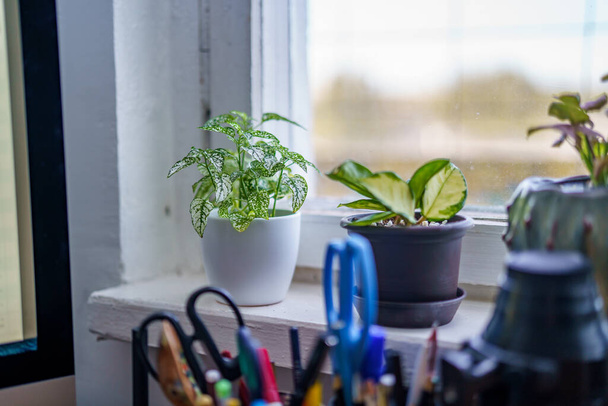 decorative plant details growing in apartment. white interior on window - Foto, Imagen