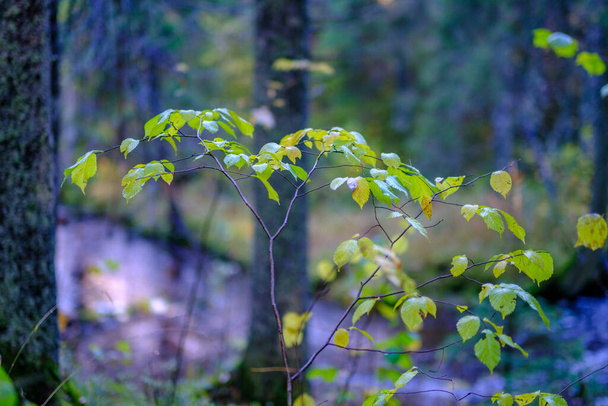 nasser sonniger Herbsttag im Wald mit wenigen Blättern an den Bäumen und Sonne, die durch die Äste auf dem Blatt in goldener Farbe scheint - Foto, Bild